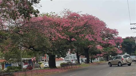 Mayo Mes Del Toborochi En Santa Cruz Periodismo De Medio Ambiente Y