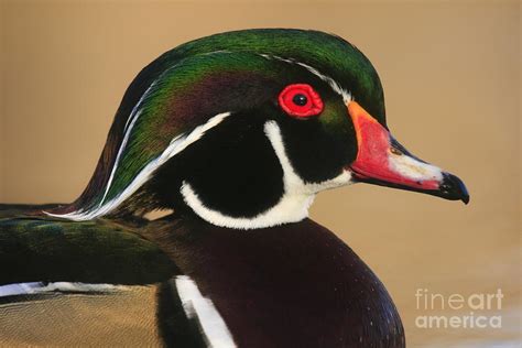 Wood Duck Color Photograph By John F Tsumas Fine Art America