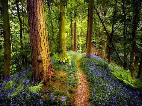 Woodland Path Spring Forest Forest Path Walking In Nature