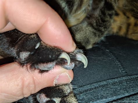 Need Advice On Trimming My Cats Back Claws Catadvice