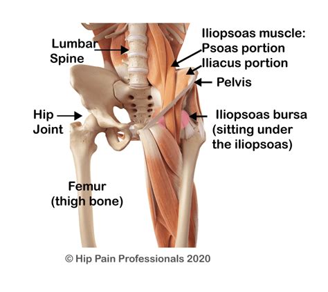Hip Flexor Pain Or Iliopsoas Related Groin Pain