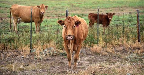 Us Government Issues Kill Order For Cows In New Mexico Amid Pressure