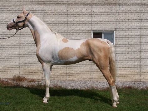 The American Saddlebred Palomino Horse Appaloosa Horses Thoroughbred