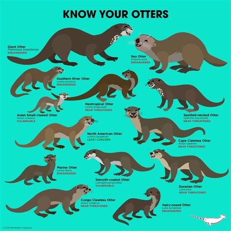 Friendsoftheseaotter Friendsseaotter Twitter Otters Cute Otters