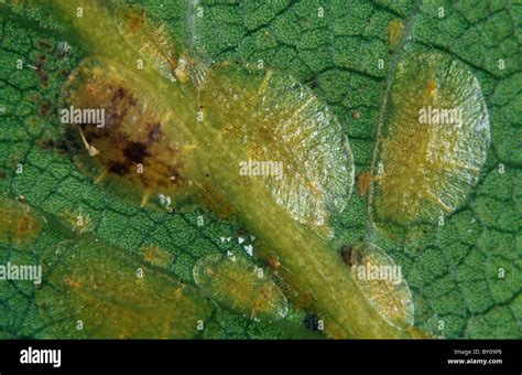 Soft Brown Scale Insect Coccus Hesperidum Immature Females On Bay