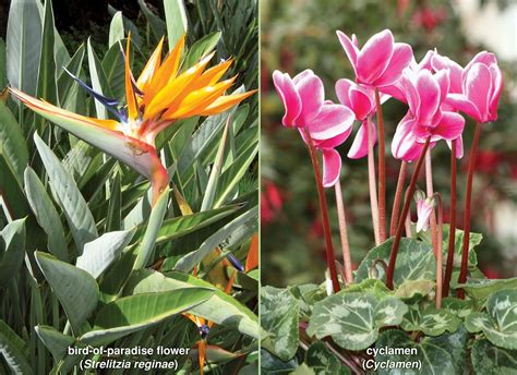 Angiosperm Flowers Leaves Roots Britannica