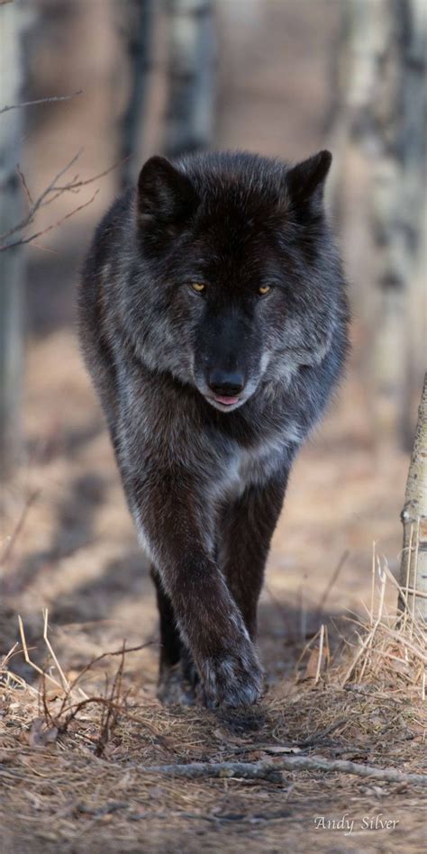 Wolf Photos Wolf Pictures Animal Pictures Nature Animals Animals