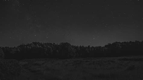 Forest Starry Night Monochrome Wallpaper Hd Nature 4k Wallpapers