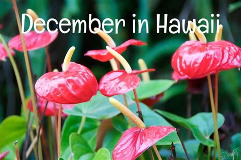 What To Know About A December Vacation In Hawaii Go Visit Hawaii