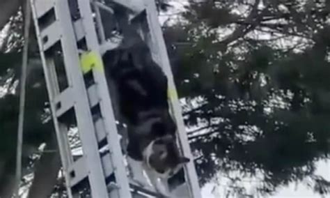 Hull Cat Stuck In A Tree Is Rescued After 48 Hours