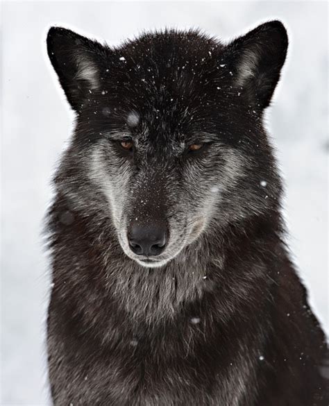 Sad Wolfs Eyes Pinterest