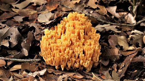 Quiz Which North Carolina Mushroom Are You College Of Natural