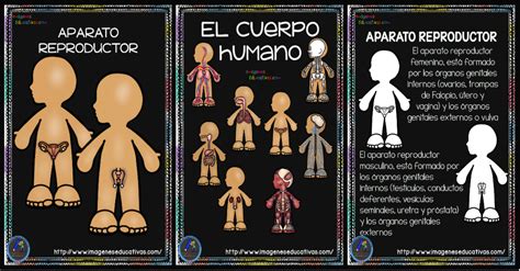 Cuaderno Del Cuerpo Humano Aparatos Y Sistemas Para Trabajar En