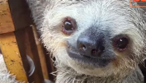 Watch These Baby Orphaned Sloths Learn How To Climb Time