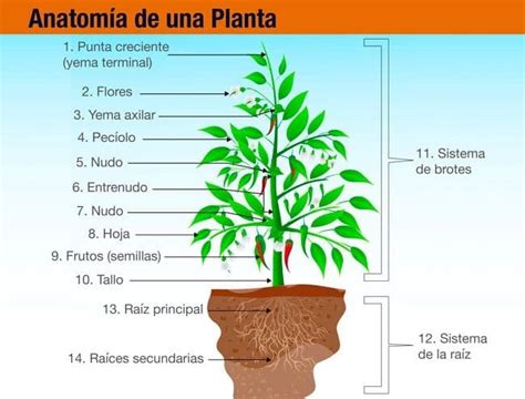Aprende Todo Sobre Los Rganos De Las Plantas Y Mucho M S