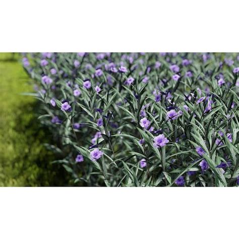 Pure Beauty Farms 2 Gal Ruellia Purple Flower In 12 In Growers Pot