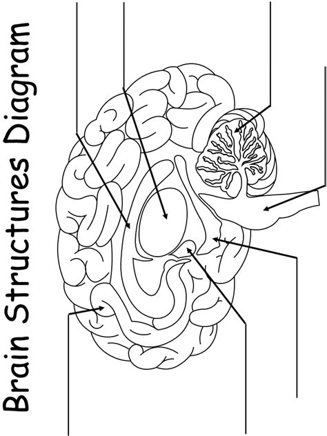 Printable Brain Worksheet Stephenson