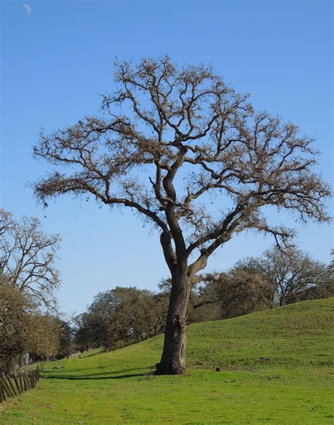 Paso Robles In Photos Looking At Deciduous Oak Trees In Winter