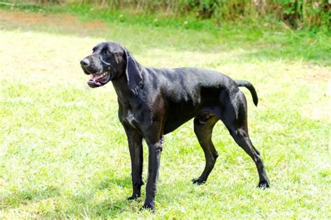 Are Black German Shorthaired Pointers Rare Active Dog Breeds