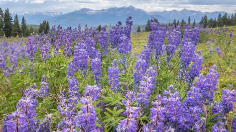 Image Flower Lupinus Grasslands Closeup 1920x1080