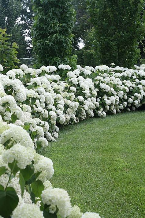 White Hydrangea Hedge My Romantic Gardens ️ ️ Hydrangea Garden