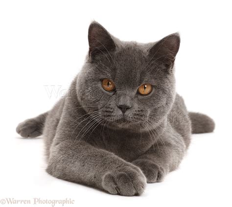 Blue British Shorthair Cat Photo Wp43034