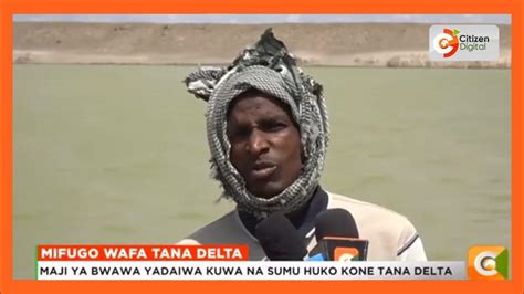 Mifugo 300 Waangamia Baada Ya Kunywa Maji Eneo La Kone Tana Delta Youtube