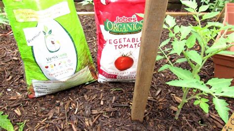 How To Grow Large Beefsteak Tomatoes The Challenge Mulching Prunin