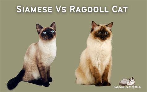 Siamese Vs Ragdoll Cat Similarities And Differences