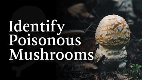 Common Poisonous Mushrooms You Need To Know Youtube