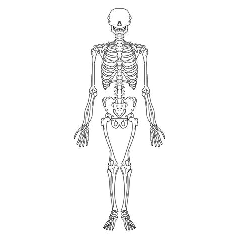 Hand Drawn Human Skeleton 1218528 Download Free Vectors Clipart
