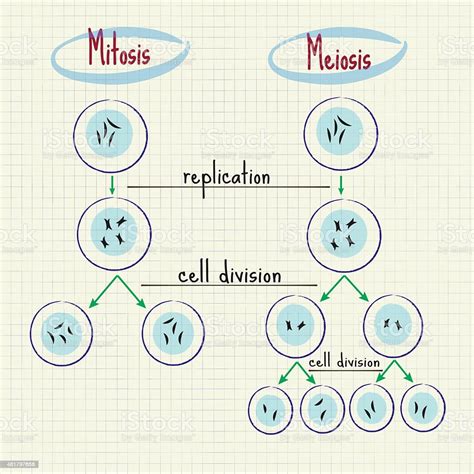 Meiosis Vs Mitosis