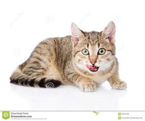 Cute, funny, cat, lick, weird, kitten, grumpy cat, tard, seductive, licking lips, tardar sauce, tard the cat, grumpy cat and pokey. Cat Licking Lips. Isolated On White Background Stock Photo ...