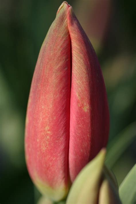 Tulip Bud Free Photo Download Freeimages