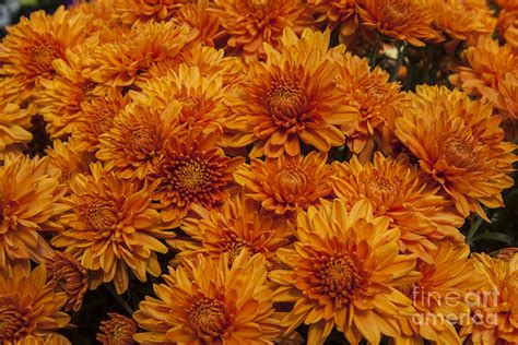 Orange Mums Photograph By Darleen Stry Fine Art America