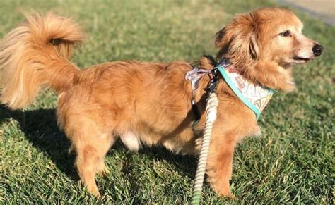 30 Popular Dachshund Mixes Which One Is Right For You K9 Web