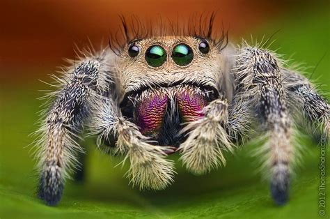 Female Jumping Spider Phidippus Regius Florida Aranha Esboços De