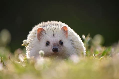 15 Best Small Exotic Pets For Apartment Living Nashville Vets