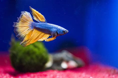 Why Does My Betta Fish Stay By The Filter 6 Common Reasons