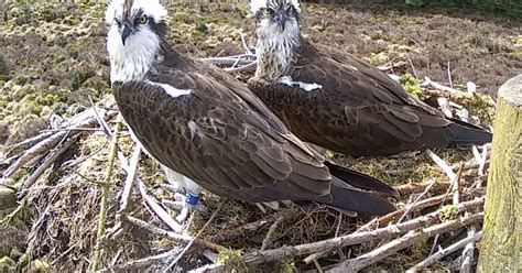 Two Eggs Hatch To Ospreys At Northumberlands Kielder