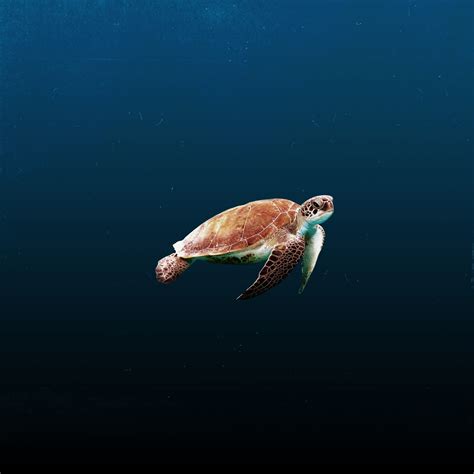 2880x1800 Sea Turtle Macbook Pro Retina Hd 4k Wallpapers Images