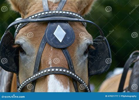 Blinders Stock Image Image Of Harness Close Bridle 47021777