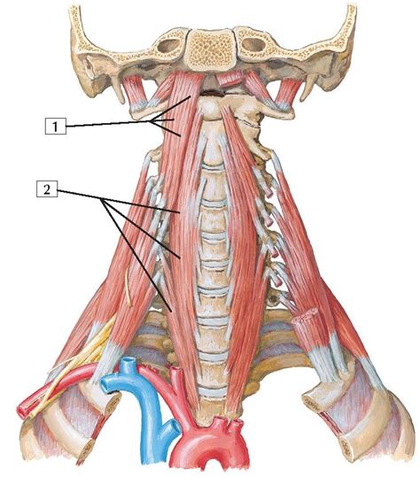 Prevertebral Muscles Anatomy Muscle Anatomy Head And Neck Brachial