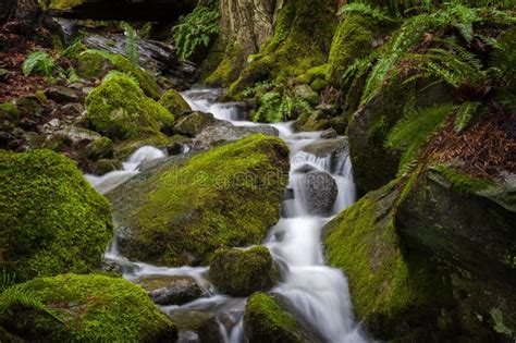Beautiful Rain Forest Creek In The Pacific Northwest Stock Photo