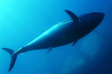 Atlantic Shortfin Mako Shark Noaa Fisheries