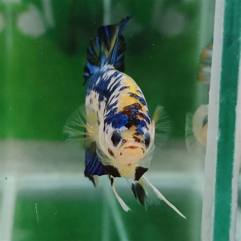 Find everything you need to take care of your fish, pond, or aquarium. Pet Store Near Me With Fish
