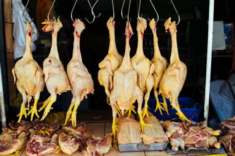 Dead Chicken Stock Photos Pictures And Royalty Free Images Istock