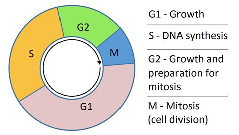 The Cell Cycle Phases Mitosis Regulation Teachmephysiology
