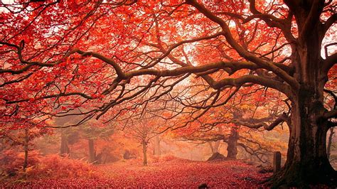 Hd Wallpaper Red Leaves Autumn Leaves Tree Autumn Landscape