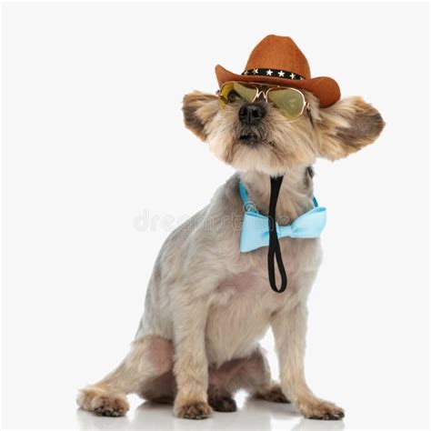 243 Dog Wearing Cowboy Hat Stock Photos Free And Royalty Free Stock